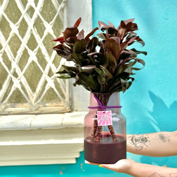 thumb-arranjo-vaso-uva-com-dracenas-1