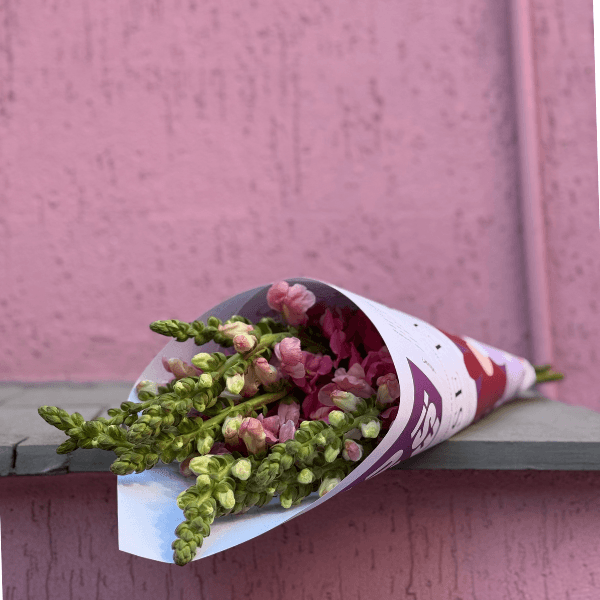 thumb-maco-boca-de-leao-1